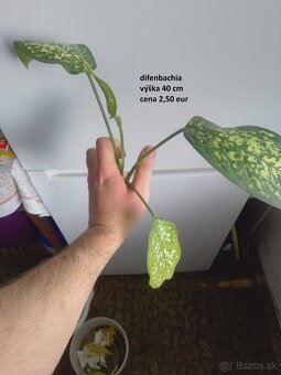 rastliny predaj - 9