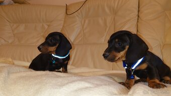 Jazvečik trpasličí hladkosrsty králičí psík - 9