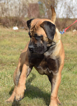 BOERBOEL BALLOTADA -2 FENY-10 MĚSÍCŮ-garance DKK,DLK,OCD - 9