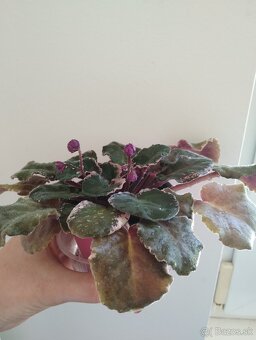 Panašovanu africká fialka (Saintpaulia variegata) - 9