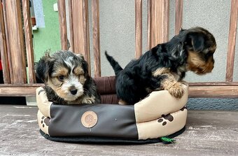 Yorkshire terrier - 9