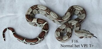 Boa constrictor - 9