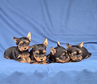 Yorkshirsky terier - 9