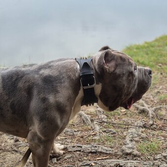 American bully xxl - 9