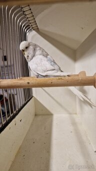 Vystavne Andulky - 9