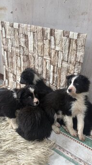 Border kólia - 9