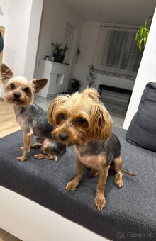 Yorkshirsky terrier, yorkie, york - 9