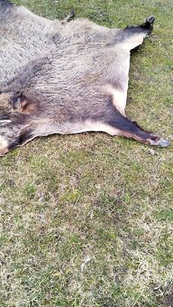 Predám vypracovanu kožu zlatého diviaka parožie zhody trofej - 9