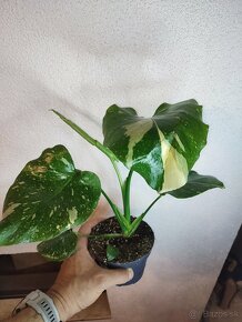 Monstera Thai Constellation - Thajka - 9