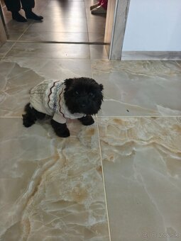 Black Yorkshire terrier - 9