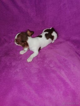 Čivava krátkosrstá - 9