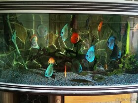 Akvarium komplet s rybami aj s prislusenstvom - 9