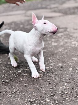 Miniatúrny bullterrier/ bullterier/bulterier - 9
