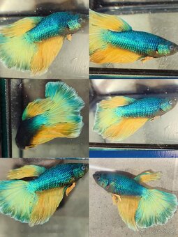 Betta Splendens - Bojovnica Pestrá. - 9