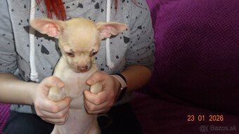 čivava krátkosrstá - 9