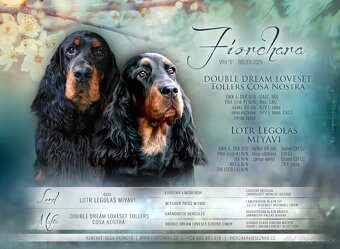 Gordon Setr – fenka s PP - Gordonsetr - Gordon Seter - 9