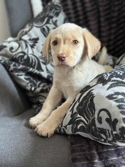 Šteniatka labrador a biely chlapec IHNEĎ - 9