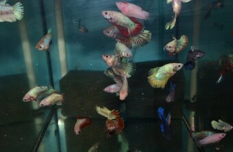 Spoločenské rybky dovoz 9.11 RK-BB - 9