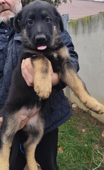 Nemecký ovčiak - 9