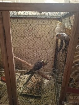 Predám korely aj andulky - 9