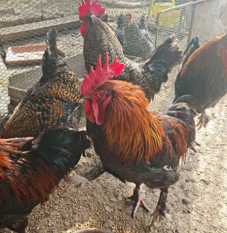 Predám kohútov - 9