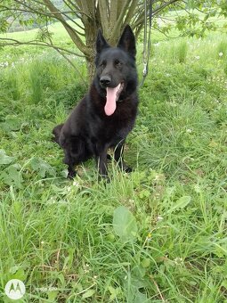 Šteniatka nemecký ovčiak - 9