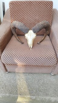 Predám trofej muflona parožie zhody trofeje - 9