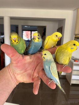 Andulka  mlada Maznačik - 9