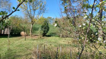 Záhrada s chatkou Úľany nad Žitavou - 9