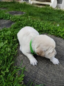 Zlatý retriever šteniatka - 9