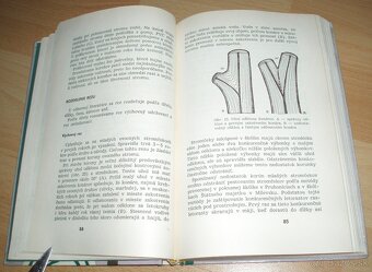 Rez a tvarovanie ovocných drevín - 9