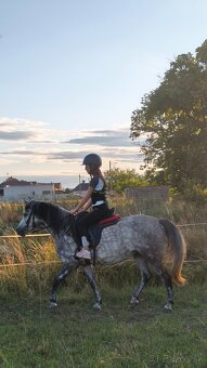 Športová pony kobylka - 9