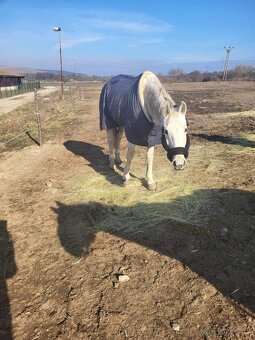 Jazdecké potreby pre koná a jazdca - 9