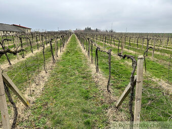 Krásny vinohrad na veľkom pozemku vo vinohradníckej oblast - 9
