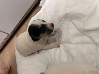 Jack Russel teriér - 9