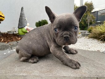 Francuzsky buldoček - 9