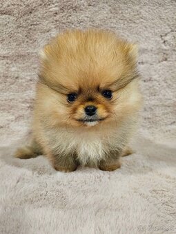 Pomeranian mini orange - 9