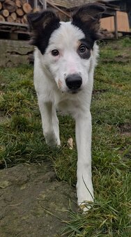 Border kolia tricolor - 9