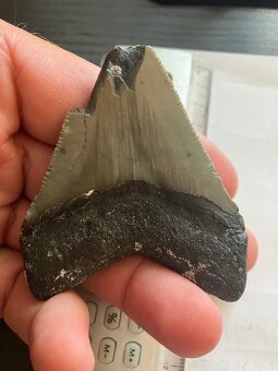 Fosília, skamenelina, Megalodon, zub, žralok - inzerát č.12 - 9