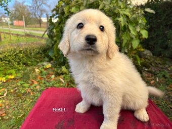 Slovenský čuvač - 9