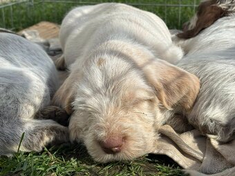Taliansky spinone - 9