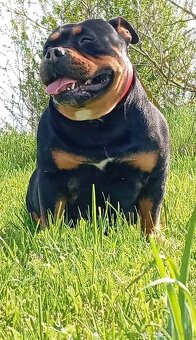 American bully pocket - 9