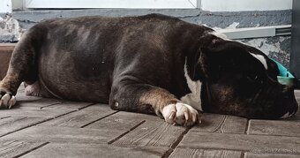 J&K bullys "ponúkame na predaj American bully XL - 9