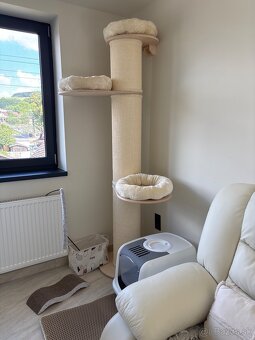 Maine coon , Mainská Mývalia, MCO - 9