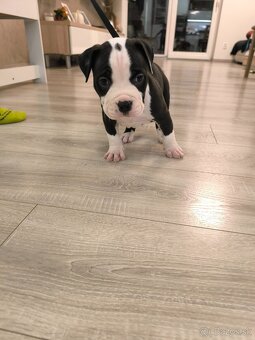 American bully XL - 9