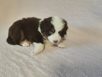 Miniaturní Americký ovčák s PP - 9