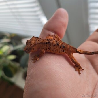 Pagekon riasnatý/Correlophus ciliatus - 9