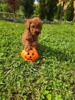 Pudlik, pudel toy-mini -Poodle - 9