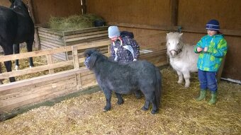 Falabella mini minihorse pony - 9