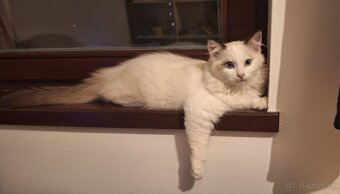Ragdoll kocúrik - 9